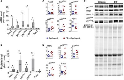 Diaphragm Abnormalities in Patients with End-Stage Heart Failure: NADPH Oxidase Upregulation and Protein Oxidation